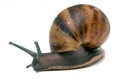 Archachatina marginata ovum Nigeria XXL juvenil